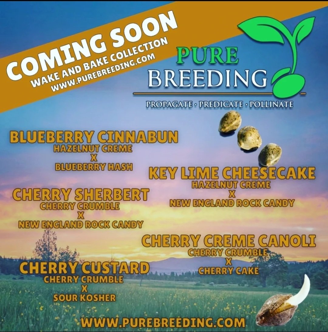 📣Our Best Seed Drop Is Near📣
I hope everyone's prepared for what's about to go down! This is hands down our best seed drop to date! All the varieties we used in this line are wicked terpy "Boston accent", and yield really well with covered and smothered iced out flowers! #jane