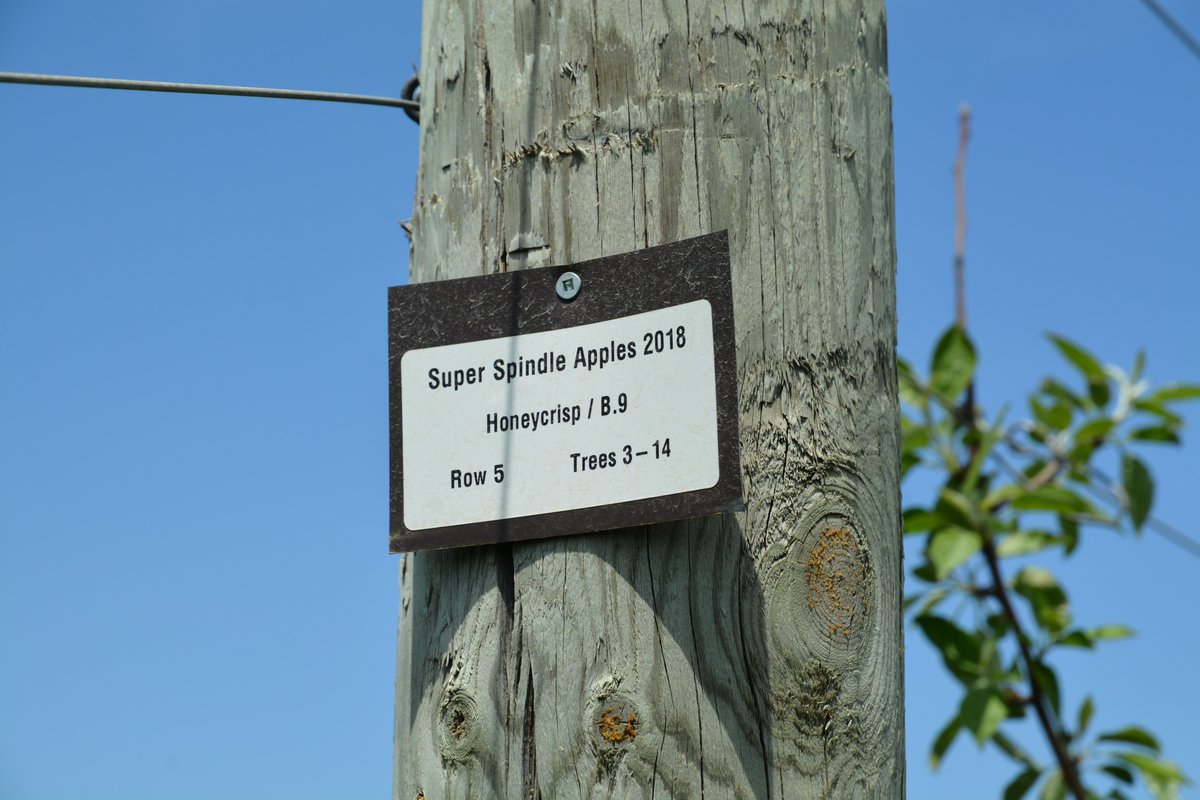 UoGAppleDoc's tweet photo. Today blossom thinners were applied to Honeycrisp: 1) 2% ATS plus 0.05% non-ionic surfactant; 2) 2.5% Lime Sulphur plus 2% mineral oil. Timing guided by the Pollen Tube Growth Model. https://t.co/pnkRqRqaJ8
