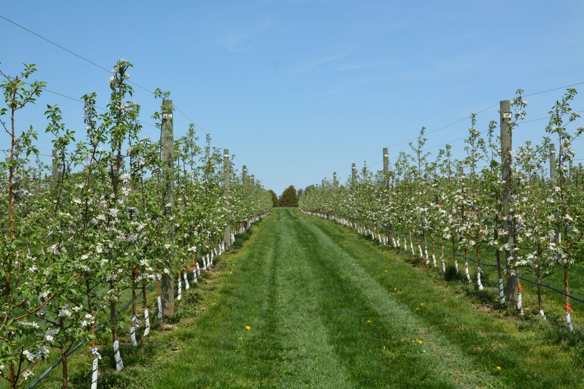 UoGAppleDoc's tweet photo. Today blossom thinners were applied to Honeycrisp: 1) 2% ATS plus 0.05% non-ionic surfactant; 2) 2.5% Lime Sulphur plus 2% mineral oil. Timing guided by the Pollen Tube Growth Model. https://t.co/pnkRqRqaJ8