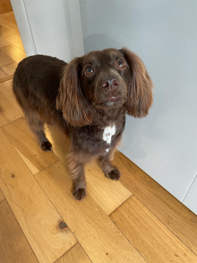 clancoir's tweet photo. My dog 🐕 Arlowe went missing from Belsize Park on Friday at 12 Noon. @LostAndFoundLON @Battersea_ @DogsTrust @doglostuk @MissingPetsGB @Mayhew @DogiDepot @ARCAnimalRescue @PetsLocated #lostdog #lostdoglondon #missingdog #hampsteadheath #kensalrise https://t.co/5fkLZc1Kge