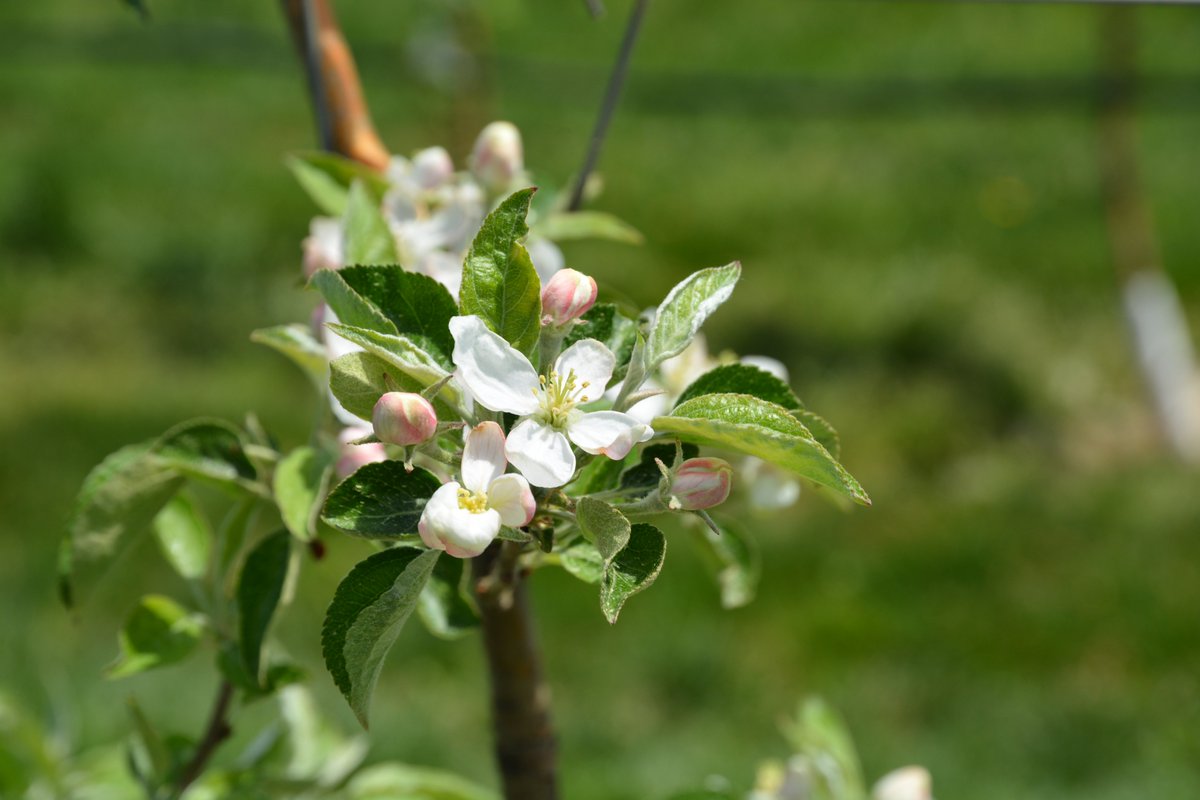 Today blossom thinners were applied to Honeycrisp: 1) 2% ATS plus 0.05% non-ionic surfactant; 2) 2.5% Lime Sulphur plus 2% mineral oil. Timing guided by the Pollen Tube Growth Model.