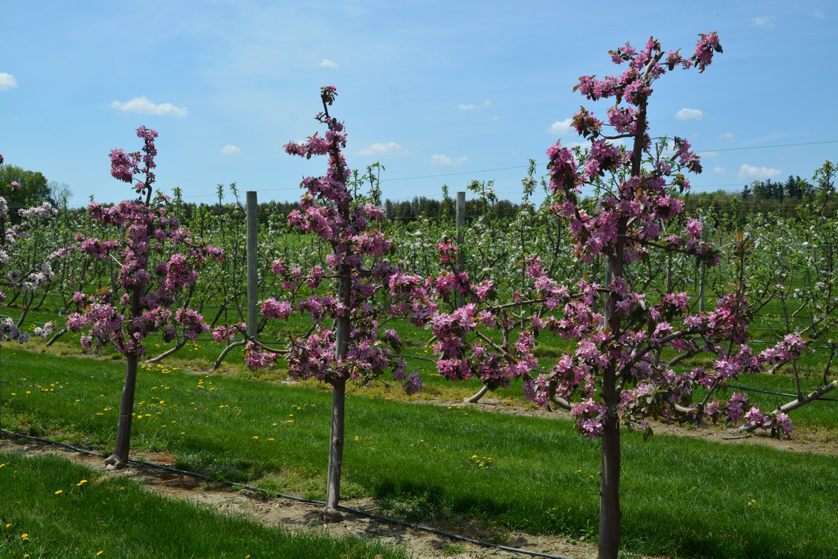 Crab apples have great utility in the orchard beyond pollinators and aesthetics. Their high acidity, polyphenols and some with red-flesh cultivars, make wonderful additions for cider.