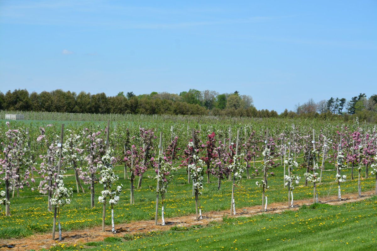 UoGAppleDoc's tweet photo. Crab apples have great utility in the orchard beyond pollinators and aesthetics. Their high acidity, polyphenols and some with red-flesh cultivars, make wonderful additions for cider. https://t.co/QQf2YVsXhO
