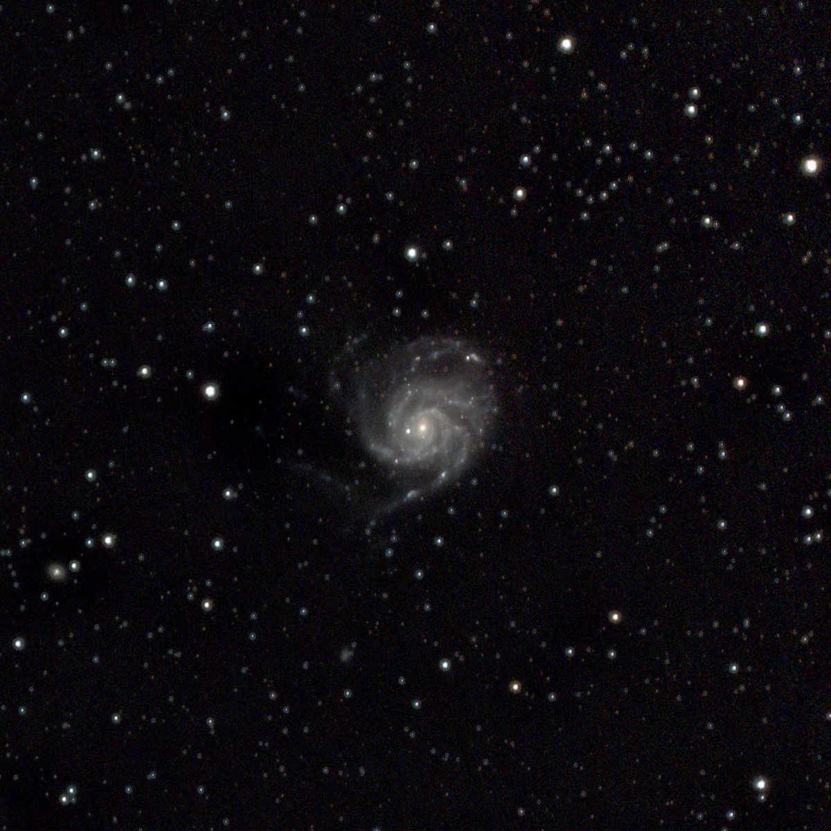 originaljoie's tweet photo. First attempt of #M101 the #PinwheelGalaxy April 23rd.  400mm is not enough but thankfully it was so small by the time I cropped it in #Photoshop in sorta hides how bad my processing skills are.  223x60s 400mm f5.6 ISO3200 #Canon #EOSRa #Tamron #Astrophotography #SkyWatcher https://t.co/hD1TiYpleY