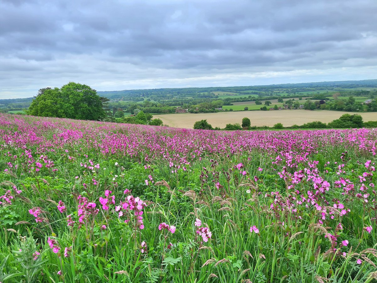 I'm not sure this field of Pink Campion in Kent really qualify as wildflowers for #WildflowerHour, as they are obviously sown for pollinators, but they are certainly #PinkFamily and stunning!