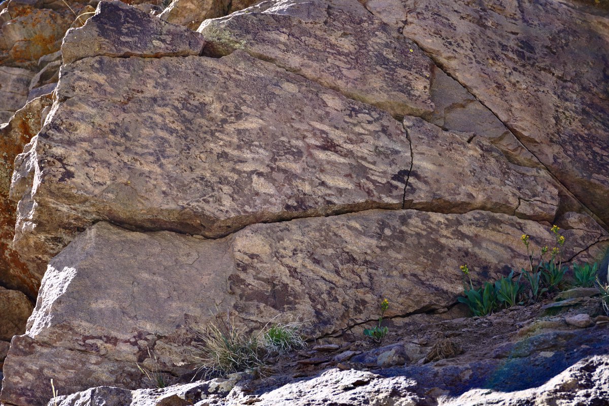 stratigraphix's tweet photo. Fiamme and gas cavities in the Fish Canyon Tuff related to the La Garita eruption 27.8 ma. Photo was taken today during fieldwork in the Central San Juan Caldera Complex in Colorado, US.
#geology #volcaniclastics #volcanics #tuffs #pyroclasticflows #pyroclasticflows #volcanoes https://t.co/m8DYCwz7DO