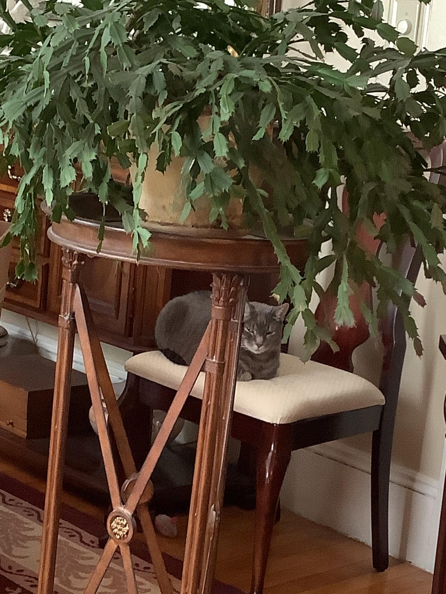 JasPosey's tweet photo. Misty Moo enjoying the new AC unit in the dining room and getting the jungle feels because I haven't moved the plants back yet. #MistyMoo #MistyMooofMedfordMA #cats #Caturday #cat #catouflage #feelingthewilds #junglekitty #catchilling https://t.co/mKWp36L4St