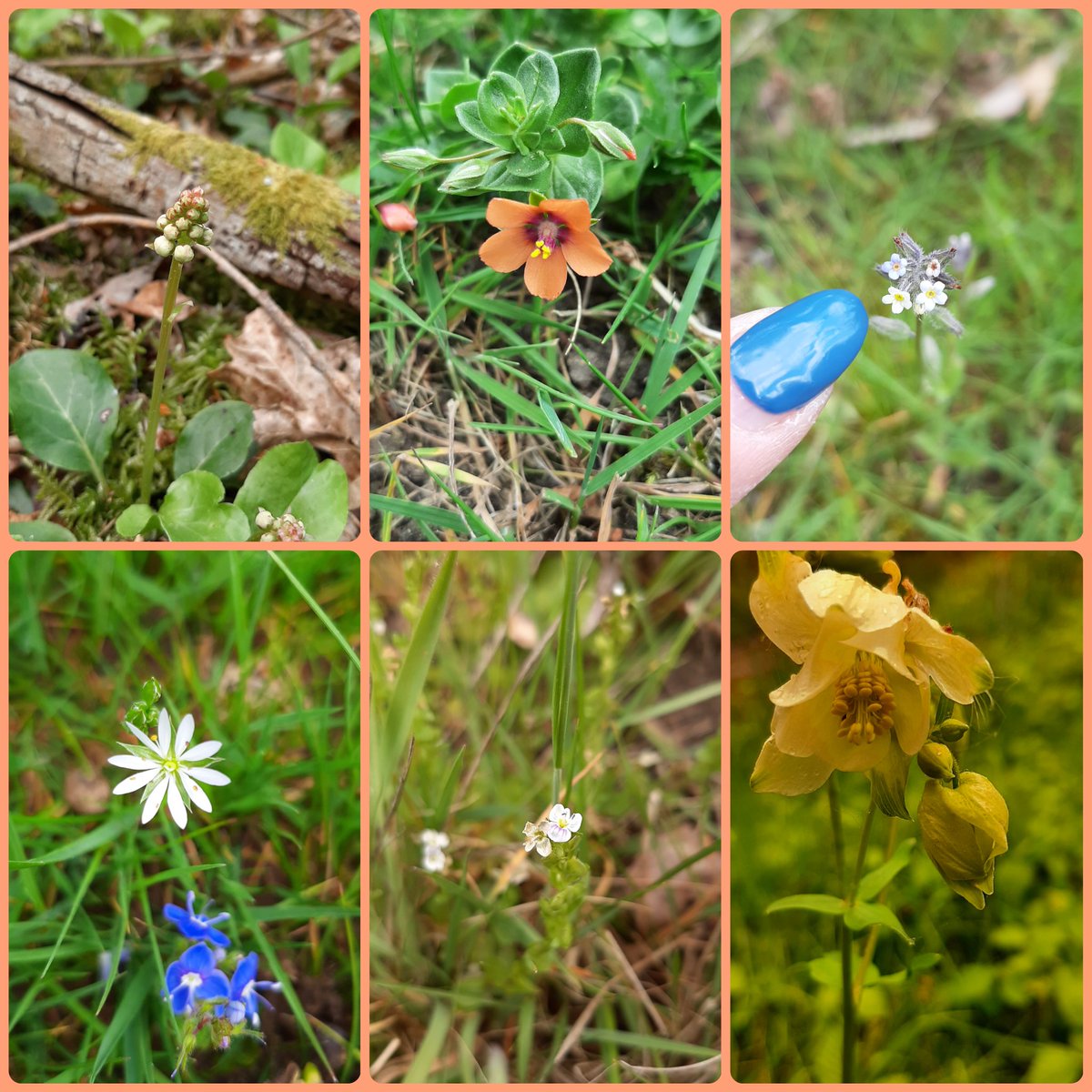 foxedme's tweet photo. #wildflowerhour not sure any if these are correct for #pinkchallenge but they are my best finds
Common Wintergreen, scarlet pimpernel, changing forget me not, lesser stitchwort, thyme leaved speedwell, columbine with sweetcorn middle. All more suited to a #tinyflower challenge. https://t.co/e943Gn5PdR
