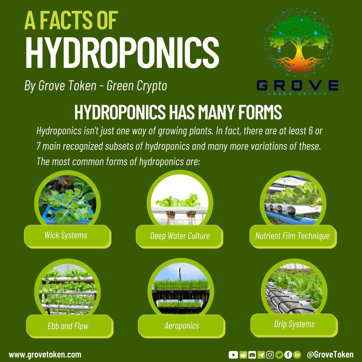 Switchon2Crypto's tweet photo. Did you know? 🥸
Facts of Hydroponics:
•Wick Systems
•Deep Water Culture
•Nutrient Film Technique
•Ebb and Flow
•Aeroponics
•Drip Systems
https://t.co/PbEH5FUlzY NFA DYOR #GroveToken #GreenCrypto #BSC #BNB #GVR $GVR #BSCGems #BSCS #GroveGreenArmy  https://t.co/GdX0SRrRv4