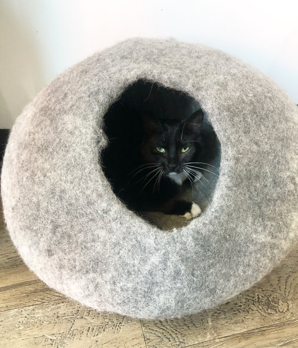HappyCatGR's tweet photo. Jazzy loves lazy Sundays 😻 https://t.co/NwpvqQLYHT