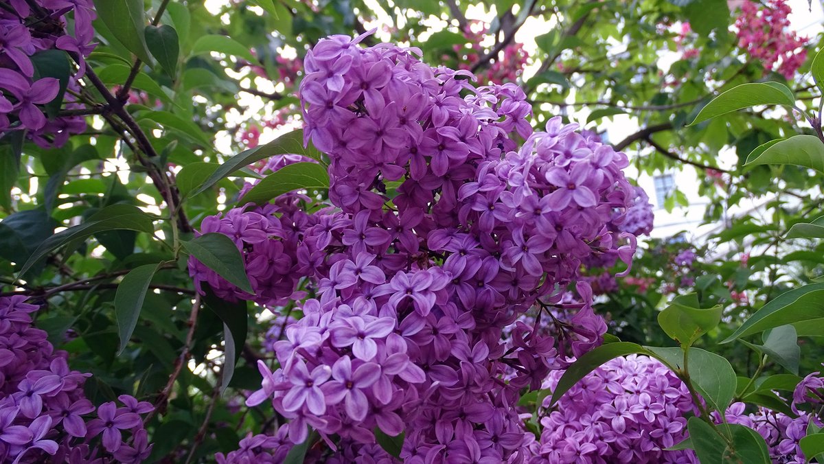 TBT1989's tweet photo. Monday Morning Motivation💜
#Tavasz #Orgona #Magyarorszag
#Spring #Syringa #Lilac #Hungary
#NaturePhotography https://t.co/pu0KyujJZB
