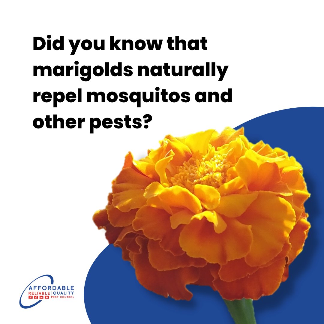 Marigolds are beautiful flowers that typically bloom from early summer to late fall, they require a bit of cultivation but are worth it for their mosquito repelling properties!