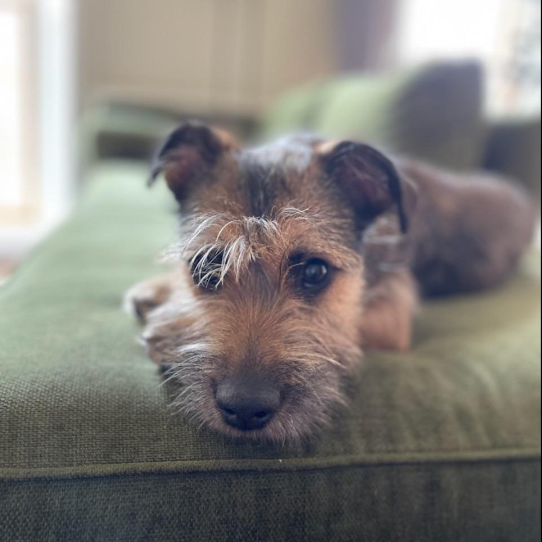 APAofMO's tweet photo. Here are the surprising results of APA Alum, Gigi Lorettaโs, DNA test! Gigi Loretta is a perfect example of why we no longer breed label.
#APAAlumni #APA #APAMO #AdoptDontShop #Dogs https://t.co/ykrqXTYbMs