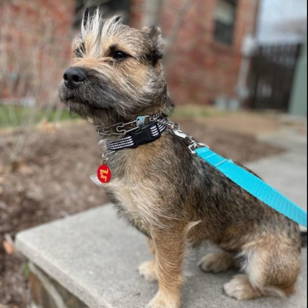 APAofMO's tweet photo. Here are the surprising results of APA Alum, Gigi Lorettaโs, DNA test! Gigi Loretta is a perfect example of why we no longer breed label.
#APAAlumni #APA #APAMO #AdoptDontShop #Dogs https://t.co/ykrqXTYbMs