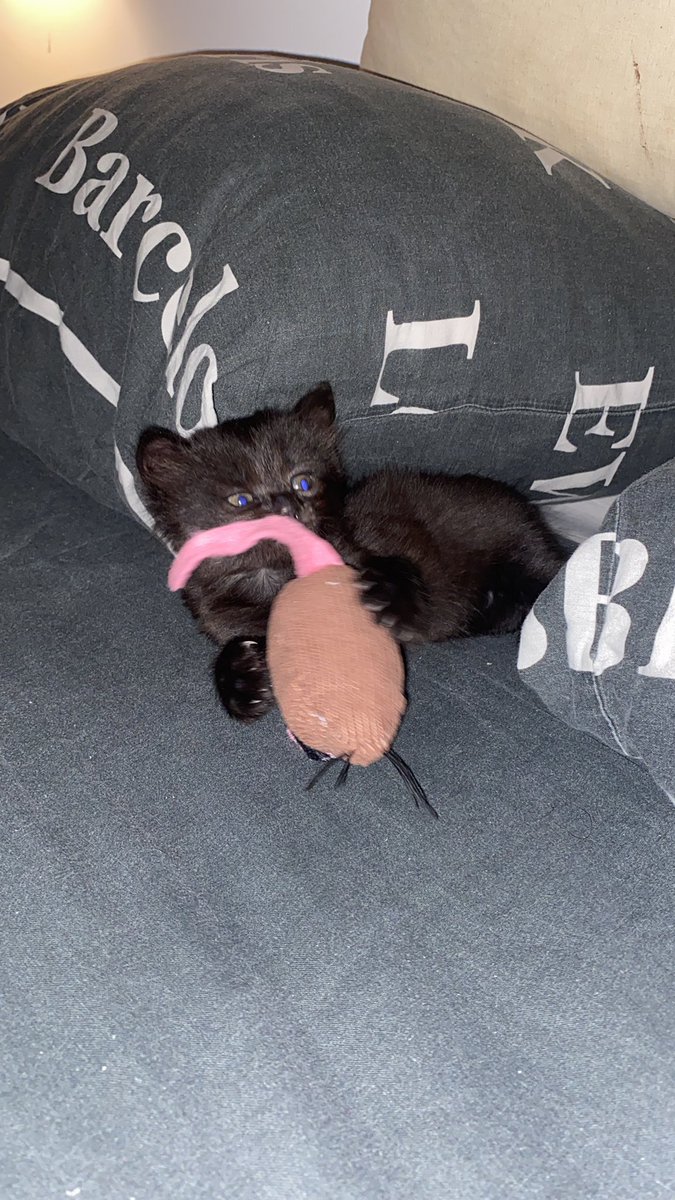 sltcgiu's tweet image. 