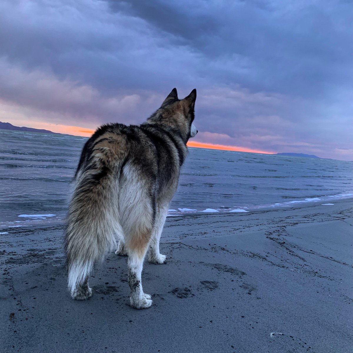 • somewhere between heaven and earth • #utah #sunset #beach #beachsunset #sunsetvibes #dogtwitter #dogsoftwitter #malamute #husky #huskies #heaven
