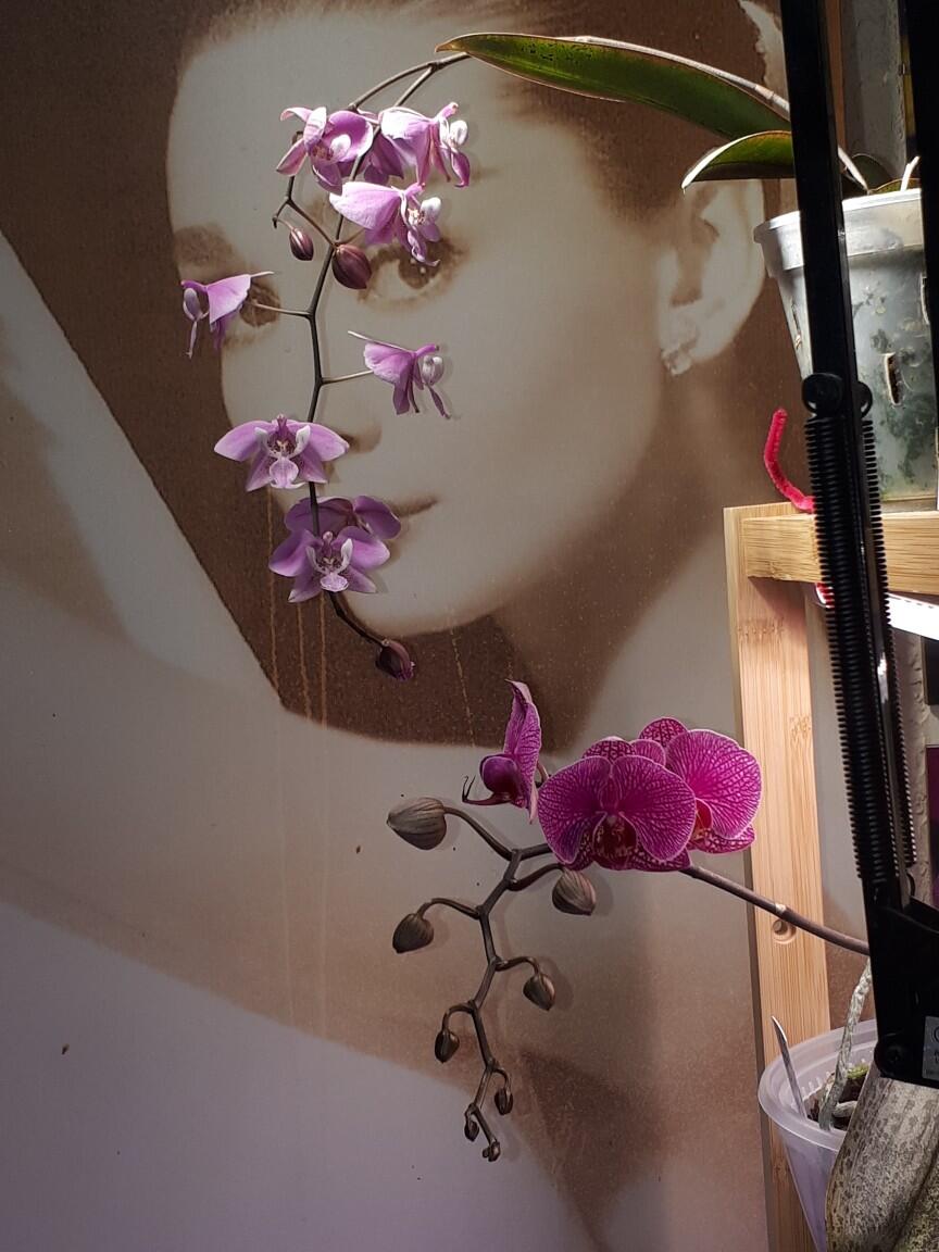 Too White for Coca-Cola tweet media