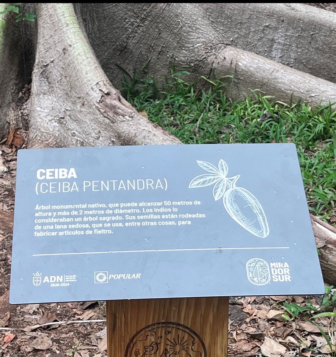 jvecinosmsur's tweet photo. En el #parquemiradorsur puedes encontrar hermosos #árboles como la  #ceiba de gran altura  y raíces tubulares El tronco y ramas tienen gruesas espinas cónicas. Para los #mayas eran sagrados. “Sostiene el cielo con sus ramas y teje el inframundo con sus raíces”#amigosdelparque https://t.co/HHvcSlm61J