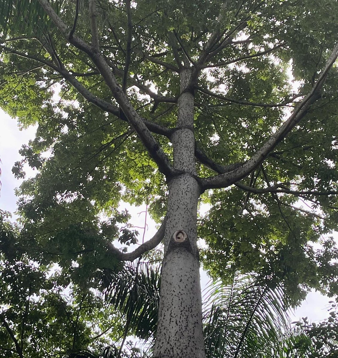 En el #parquemiradorsur puedes encontrar hermosos #árboles como la  #ceiba de gran altura  y raíces tubulares El tronco y ramas tienen gruesas espinas cónicas. Para los #mayas eran sagrados. “Sostiene el cielo con sus ramas y teje el inframundo con sus raíces”#amigosdelparque