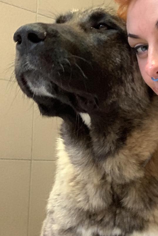 stefsrescue's tweet photo. Thank you thank you thank you!!

All funds needed for transport have been raised! Anything left over will go towards topaz and his vet treatment. 
I’m overwhelmed by the love and care for this big guy. If only he knew how many peoples hearts he has touched 💜 https://t.co/ixrsg03aMx