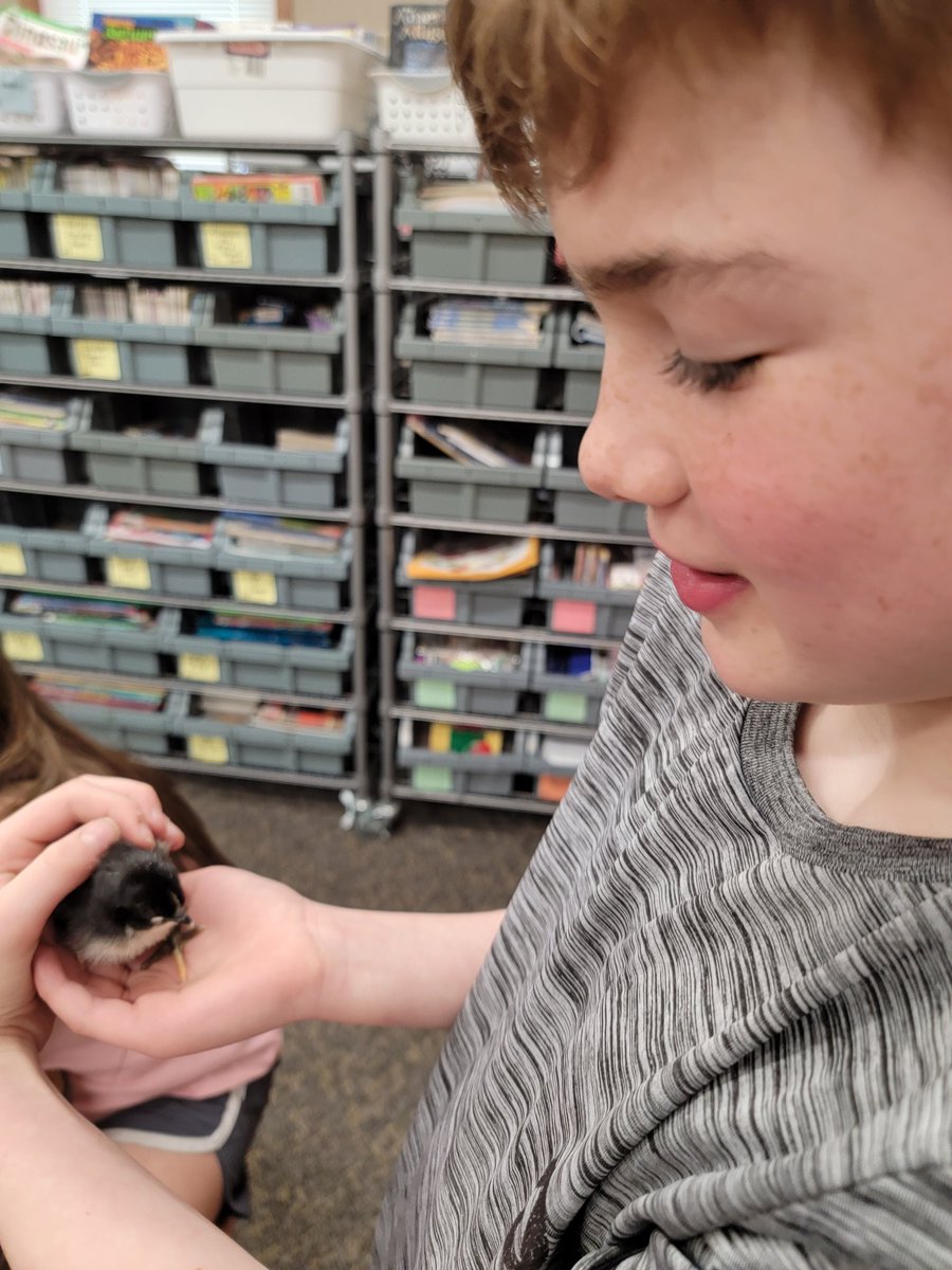 msdirksact's tweet photo. Thanks so much, Mrs. Spragg, for letting us visit the baby chicks! They are so cute, and we had fun! #itsagreatplacetostart #lifeissweetin5thgrade https://t.co/Bj0LVvvEtq