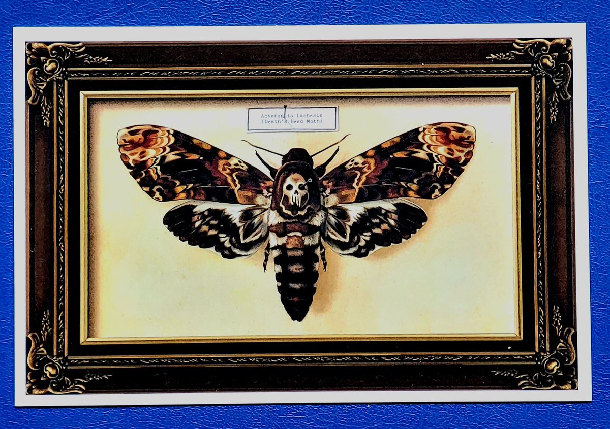 24HourEllen's tweet photo. This #postcard is on its way to Austria, Clarice...*sniffsniffsniffsniffsniffsniff*
#postcrossing #DeathHeadMoth #HannibalLecter https://t.co/JuZCZYwvvT