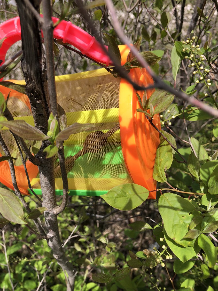2Gnps's tweet photo. We found a new discovery on the primary playground😊. https://t.co/d6y3IUKrpI