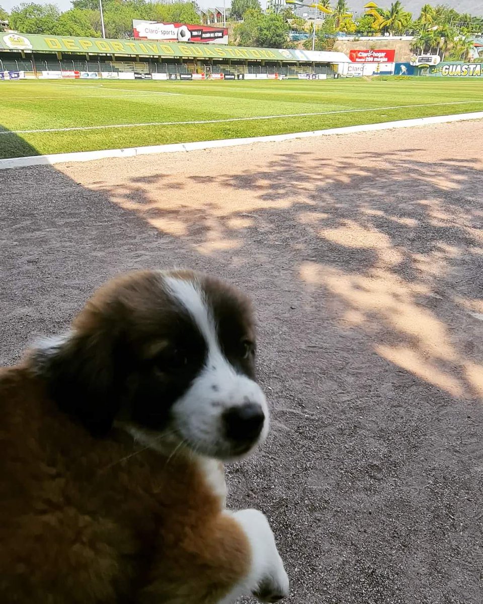 CifuentesGomez's tweet photo. Hoy #Laika conoció el "Nido del #PechoAmarillo" 🐶⚽🐥💚💛💚 https://t.co/2gTqr7swfq