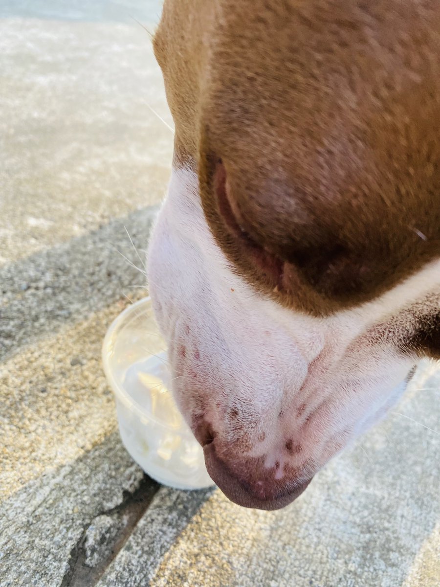 CandiceGabriel3's tweet photo. Pup Cups 🍦🦴🐾♥️ https://t.co/vU45pBBjPT