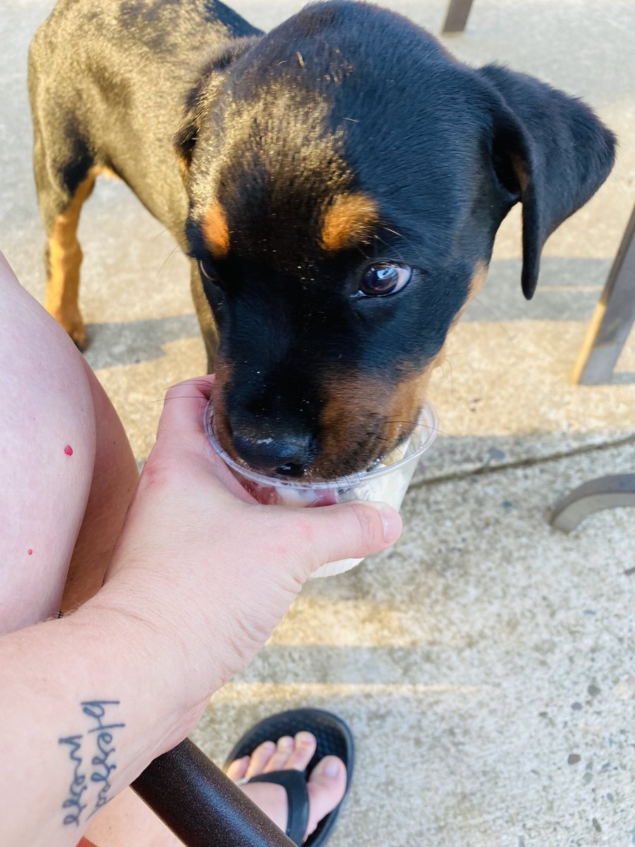 CandiceGabriel3's tweet photo. Pup Cups 🍦🦴🐾♥️ https://t.co/vU45pBBjPT