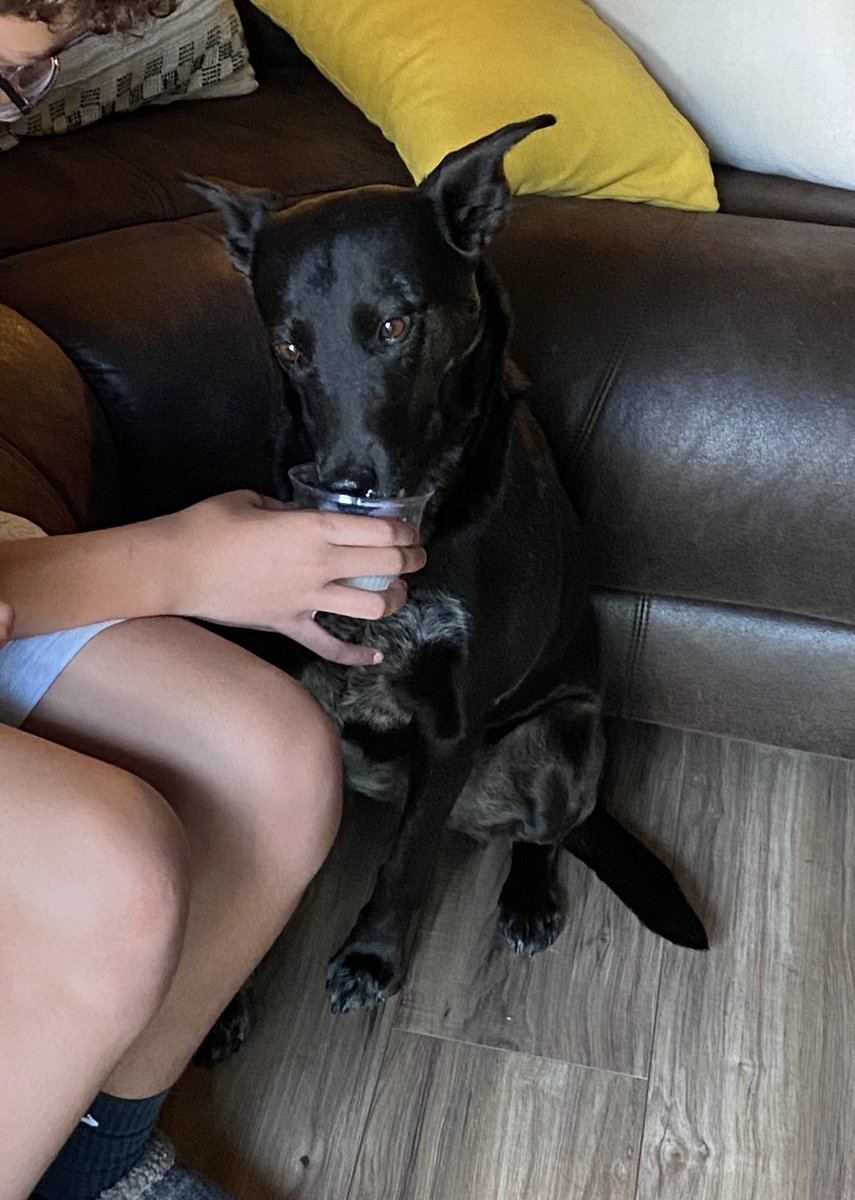 CandiceGabriel3's tweet photo. Pup Cups 🍦🦴🐾♥️ https://t.co/vU45pBBjPT