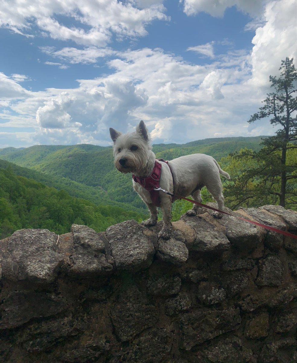 rOracle888's tweet photo. Hiked to the top of this mountain and did an ice cold plunge in the nearby river. 4.72 miles with gorgeous, stunning views!😍
#CrabtreeFalls #BlueRidgeMountains #VirginiaMountains 🏔 #fullmooninscorpio ♏️🦂#cryotherapy #nature #hiking https://t.co/kUVZi6SehH