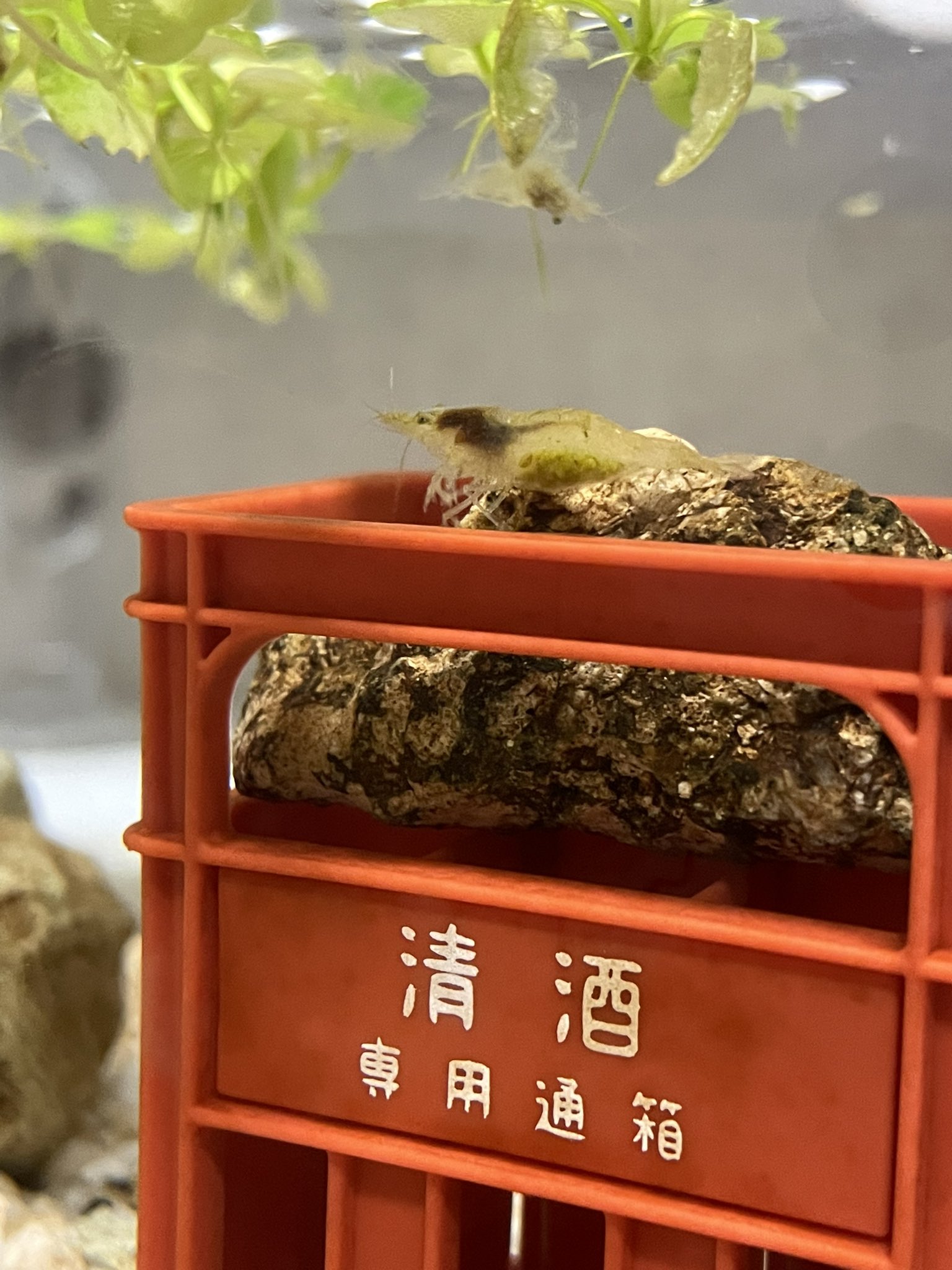 ミナミヌマエビ抱卵 Twitter Search Twitter