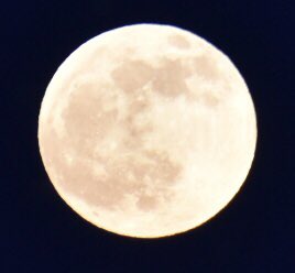 KDianePick's tweet photo. I ventured outside to take a pre-eclipse photo of the moon…and managed to capture this photo of a diligent beaver as well. Love living in @PtboCounty. @pktourism #NaturePhotography https://t.co/dJmd3AGVZ6