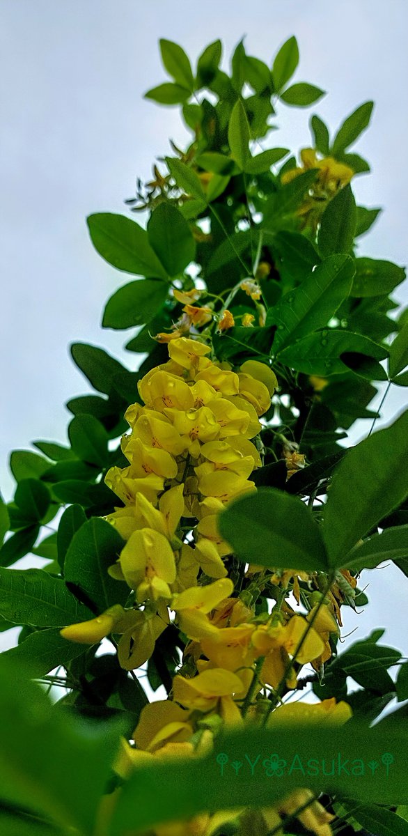 yumeasutw's tweet photo. #霧雨 が降る肌寒い月曜日の朝🌧️
昨日お迎えした #キングサリ 💛
予想最高/最低気温🌡️15℃/13℃
雨時々曇☔/☁️
日中は雨が降りやすく肌寒い一日となりそうです。
#空の名前
#天気の図鑑 #雲友
#雨空
#金鎖 #キバナフジ #黄花藤 #ゴールデンチェーン
#庭花 #花 #Flower
#a2022 #a0516 #a202205 https://t.co/kDKbWZAEvc