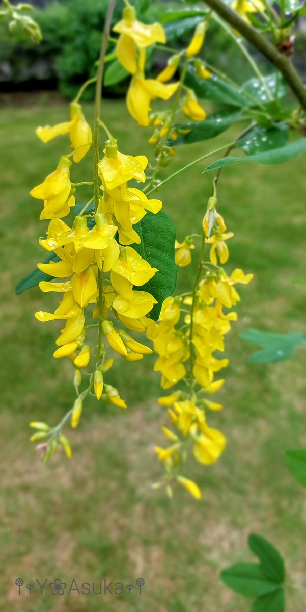 yumeasutw's tweet photo. #霧雨 が降る肌寒い月曜日の朝🌧️
昨日お迎えした #キングサリ 💛
予想最高/最低気温🌡️15℃/13℃
雨時々曇☔/☁️
日中は雨が降りやすく肌寒い一日となりそうです。
#空の名前
#天気の図鑑 #雲友
#雨空
#金鎖 #キバナフジ #黄花藤 #ゴールデンチェーン
#庭花 #花 #Flower
#a2022 #a0516 #a202205 https://t.co/kDKbWZAEvc