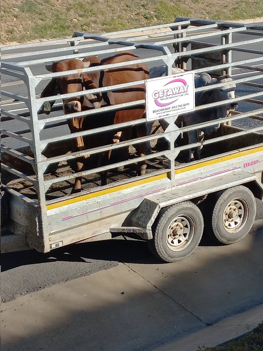 Addition to my kraal with Brahman Bull.