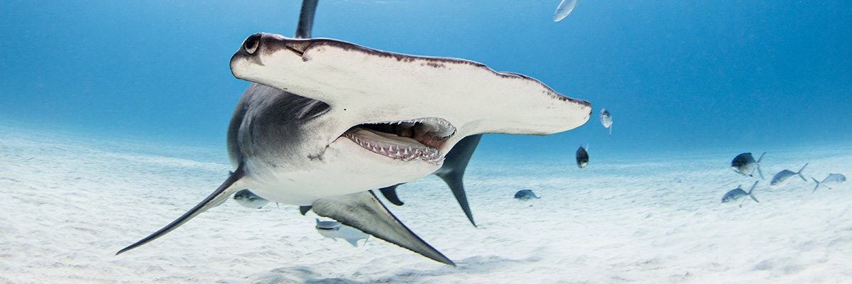 CryptoSharks tweet media