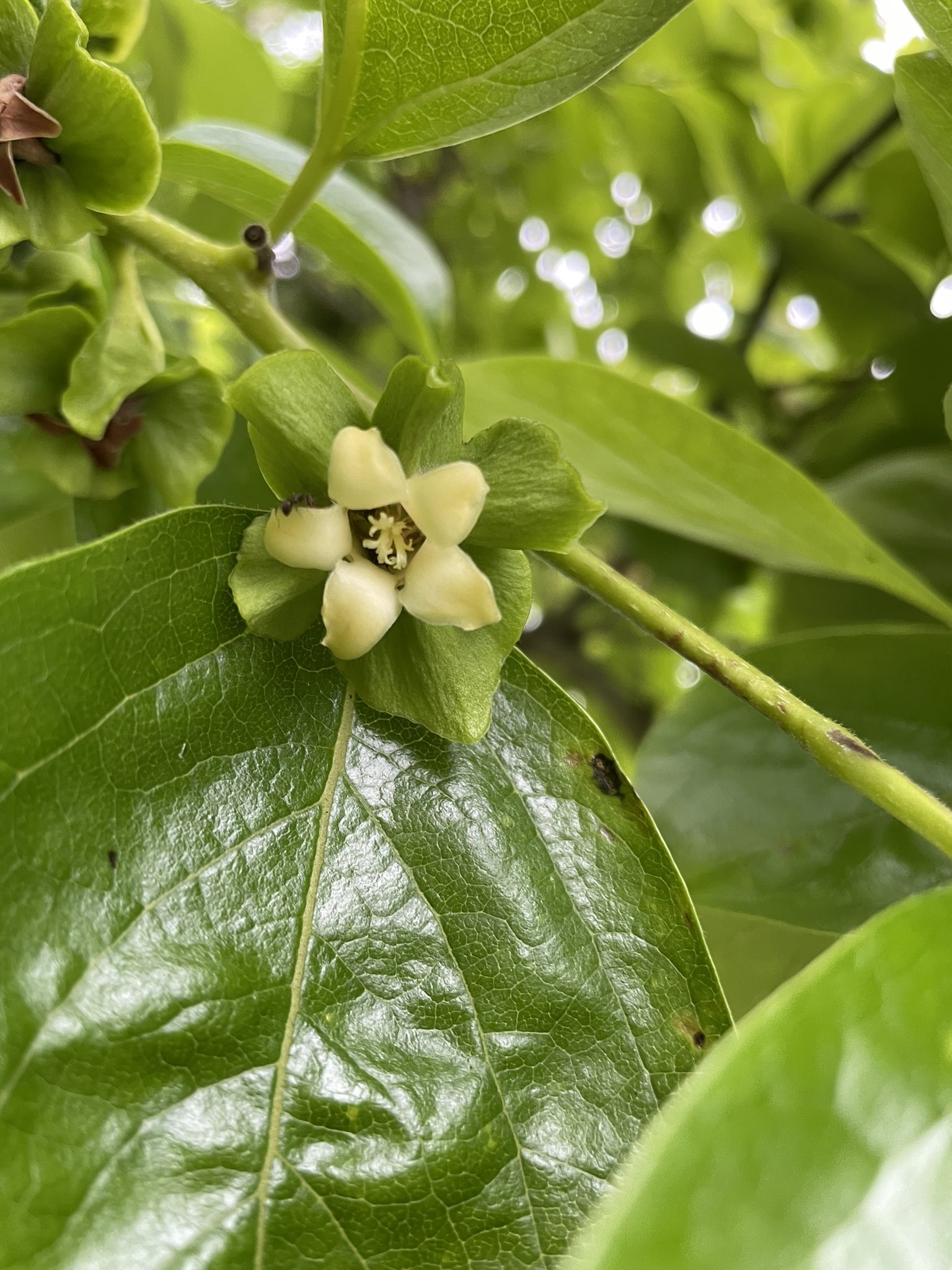 小金井公園の花のはちみつ 柿の花 柿の蜂蜜もあるので気になっています T Co D0sodmaivu Twitter