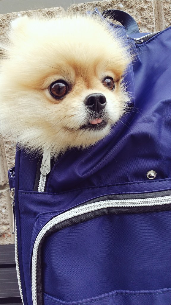 昨日poopしたときにお尻に血が付いてたから病院にきた。こわごわと様子を伺うちゅら。。待ち時間が長いから恐怖の時間も長いね。ごめんね💦