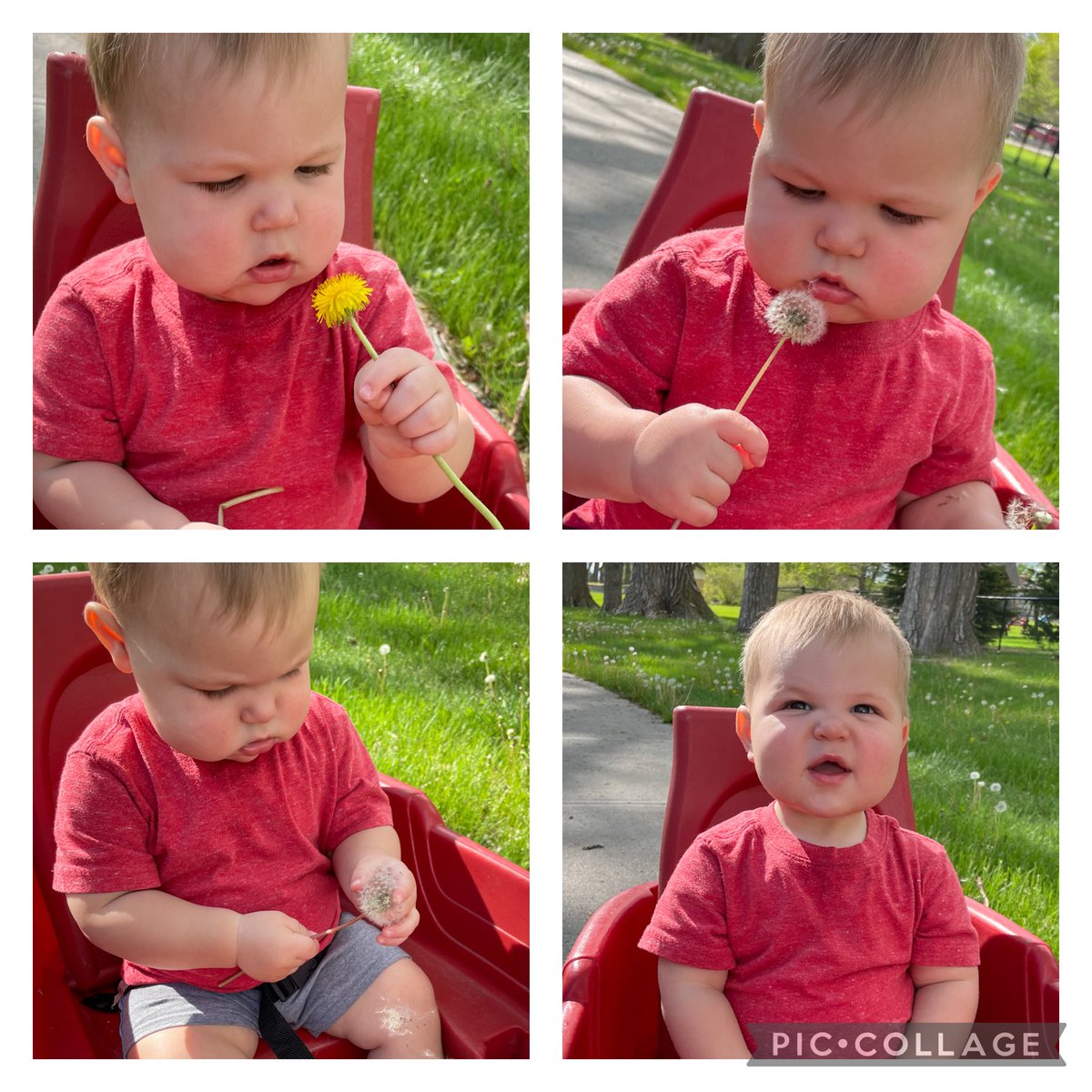 PegBelt's tweet photo. Dandelions and wagon rides season ❤️ #almostretired https://t.co/P6VvhjMYd4