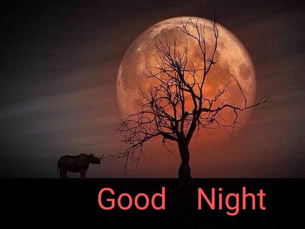 marcobonilla553's tweet photo. Good Night Twitter World
#moonred https://t.co/92hOKfKmFb