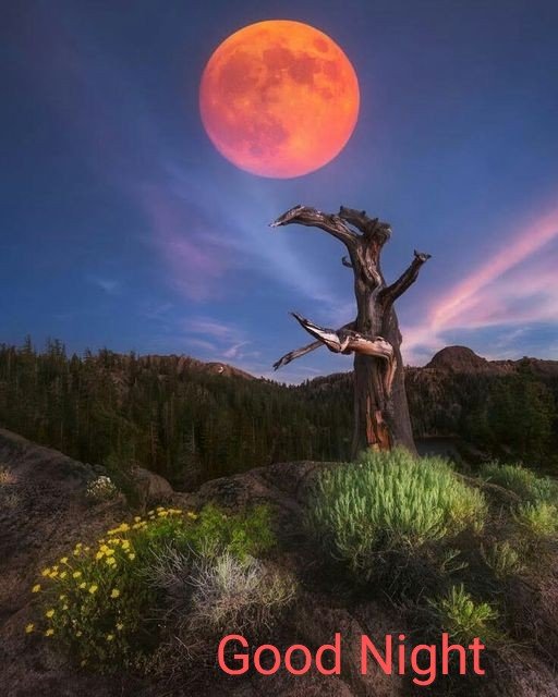 marcobonilla553's tweet photo. Good Night Twitter World
#moonred https://t.co/92hOKfKmFb