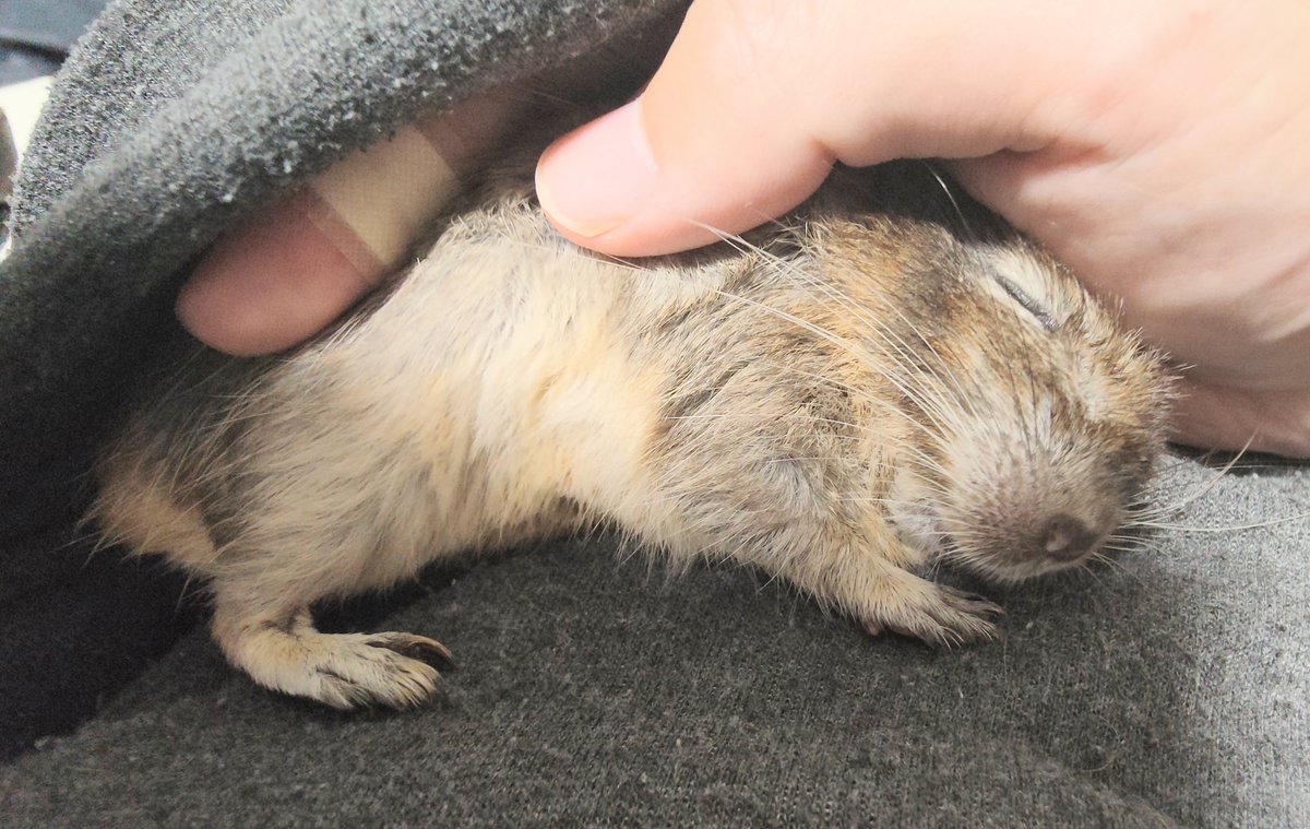 degu_potato's tweet image. 抱っこ