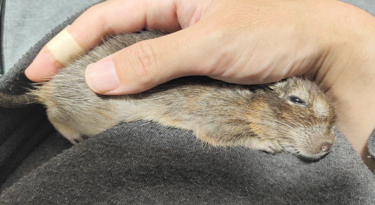 degu_potato's tweet image. 抱っこ