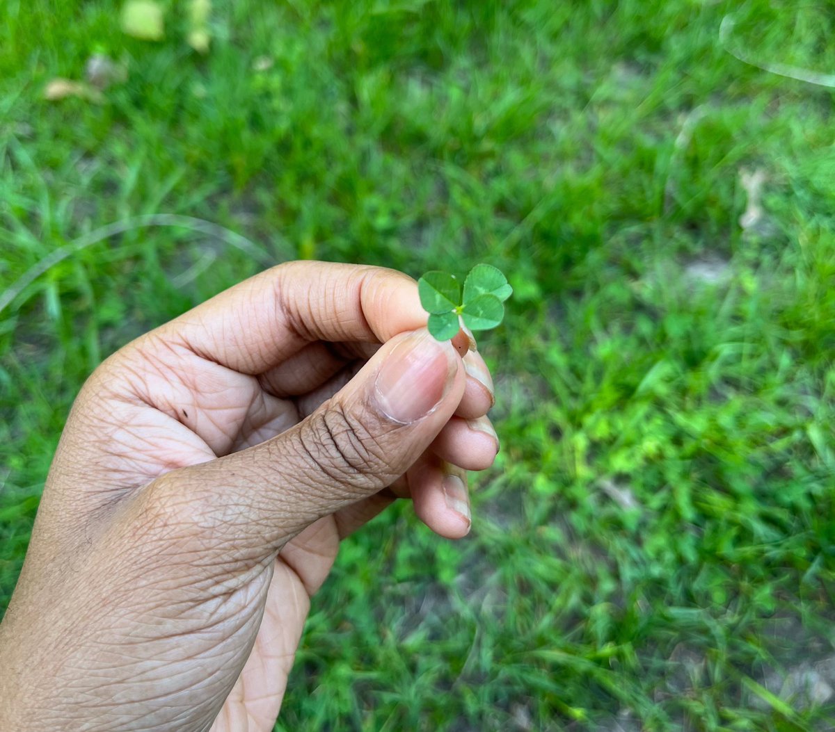 shawtyastrology's tweet photo. found a 4-leaf clover! if you’re seeing this, something lucky might happen for you this week! 🍀✨ https://t.co/jwjJSj5dS8