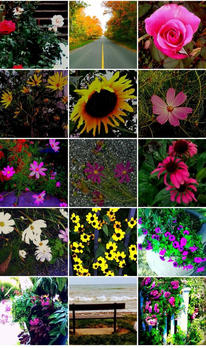 Yvette10090's tweet photo. God's beautiful earth.....it's awesome snapping away at these beauties on my daily walks over the past few years 😍 🌷🍃⛅🌳 
(These below where posted to my Instagram account)
#StormHour #thephotohour #MacroHour @StormHour @StormHourThemes #yvettePix #yvette10090 https://t.co/U1LmNb4zKA
