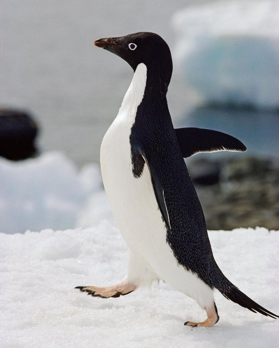 Fotoğraf: George F. Mobley I
Adélie pengueni, Antarktika’da buzu arşınlıyor. Kıtada milyonlarca Adélie pengueni varlık gösterse de, Antarktika Yarımadası’nın batısındaki bölgede gözlenen değişim kaygı uyandırıcı.