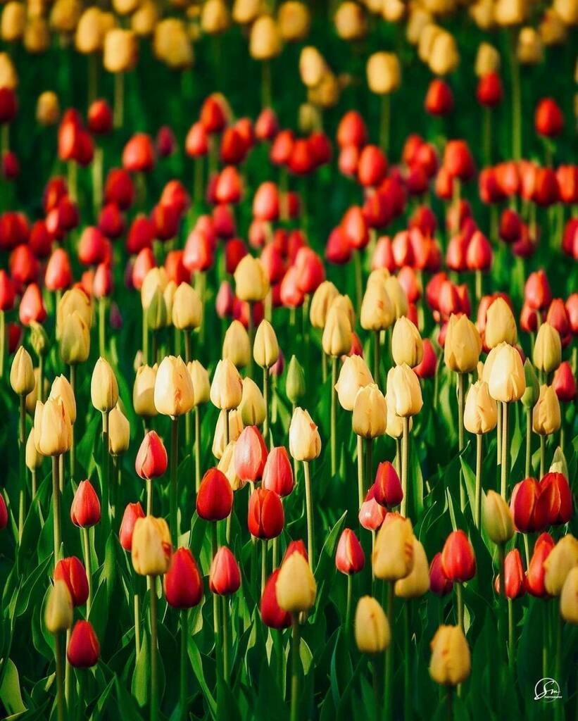 ASolisMontero's tweet photo. they are back 🌷@cdntulipfest 
————
#myottawa #ottawa #exploreontario #explorecanada #exploreottawa #ottawalife #outauaistourism #raw_country #raw_allnature #tulipfestival #ottawaontario #naturephotography https://t.co/KmOxxIkBN4 https://t.co/Q1CsdgVSxU