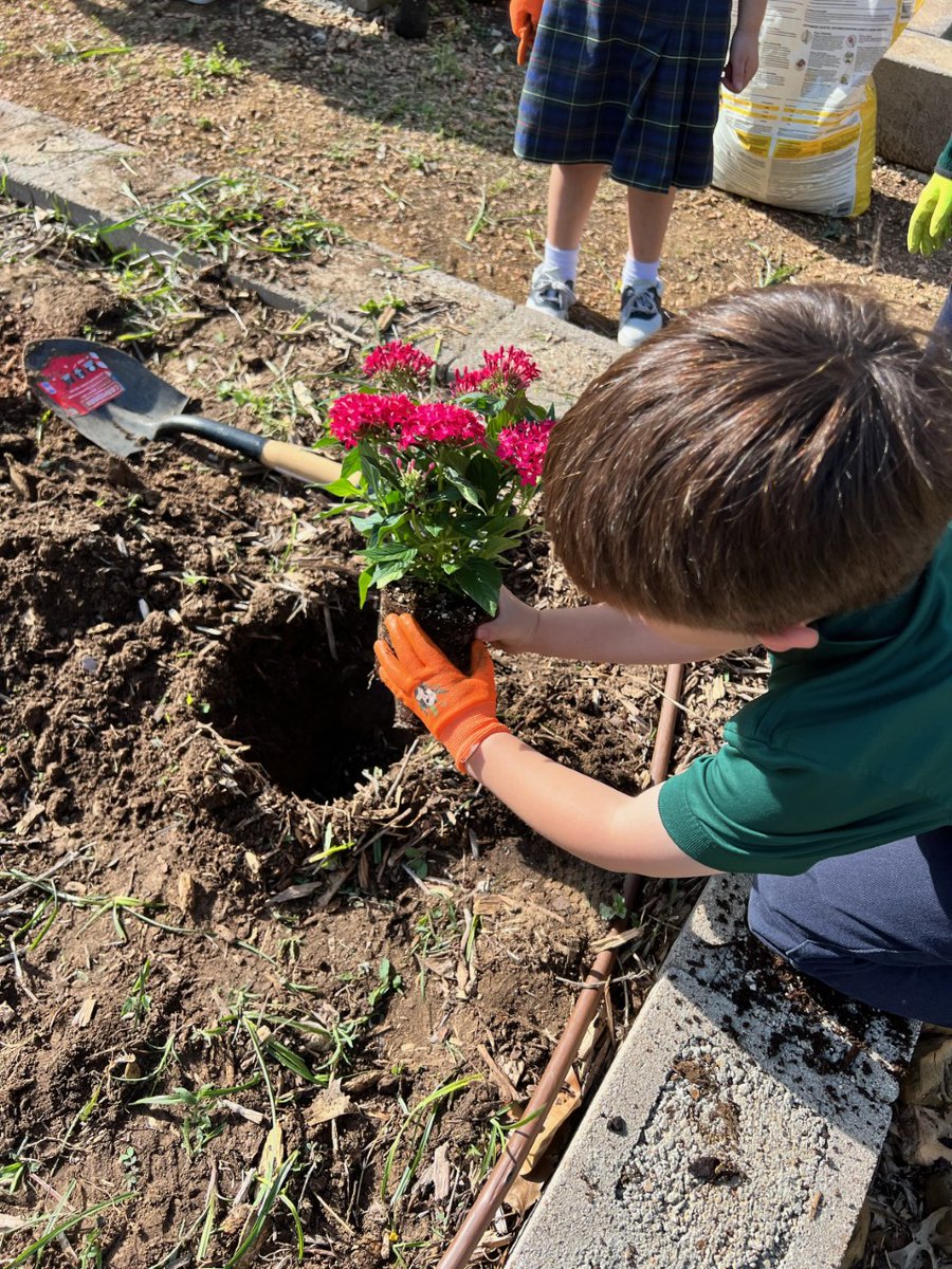 spsdfw's tweet photo. PK4 has been busy in the garden! Learning about nature in nature while learning about flowers and God's creation.
#spccs #naturestudies #catholicclassical #faithwisdomvirtue https://t.co/TEyQYi3wor